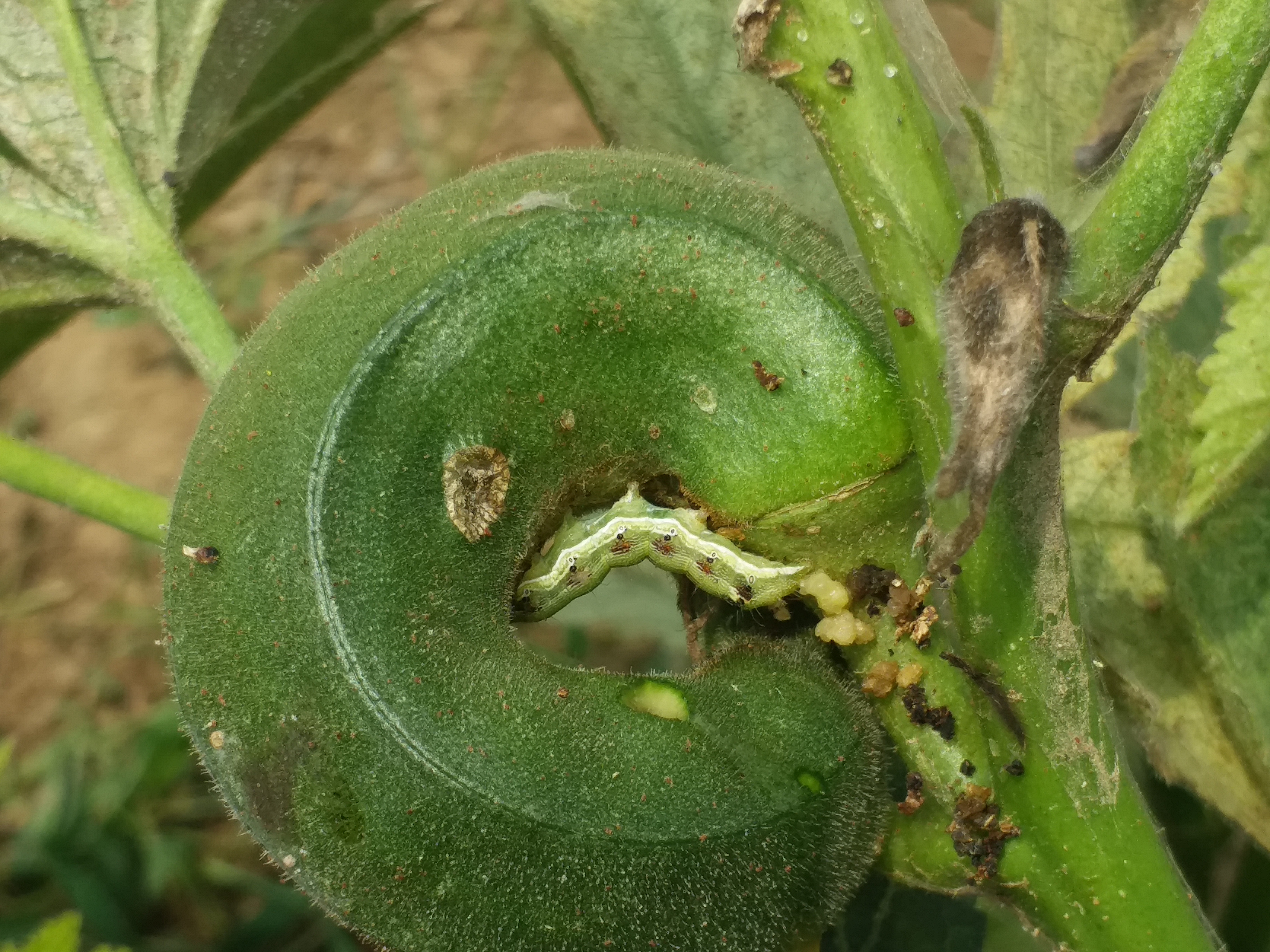 fall-armyworm