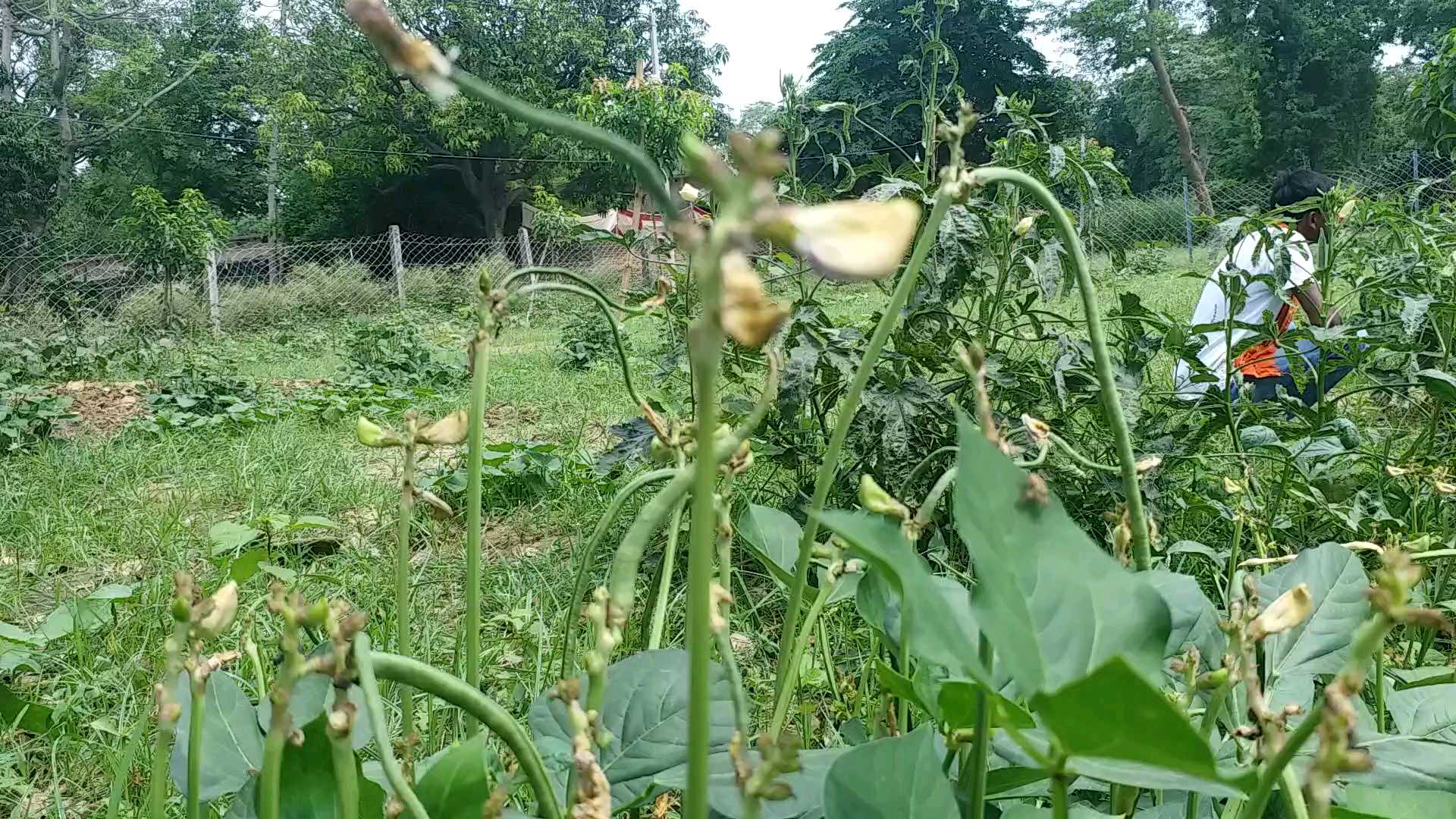 fall-armyworm