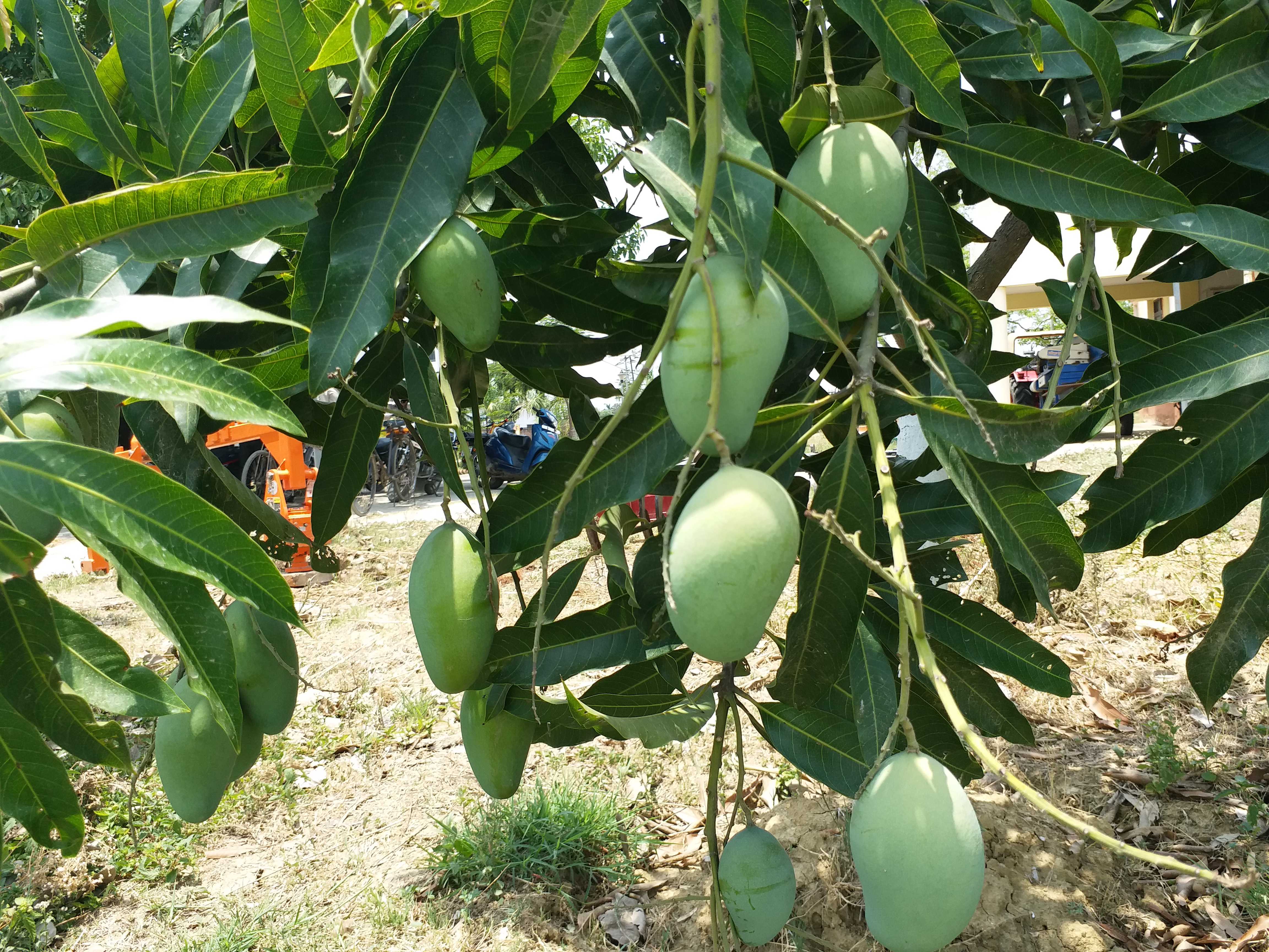 production of crops