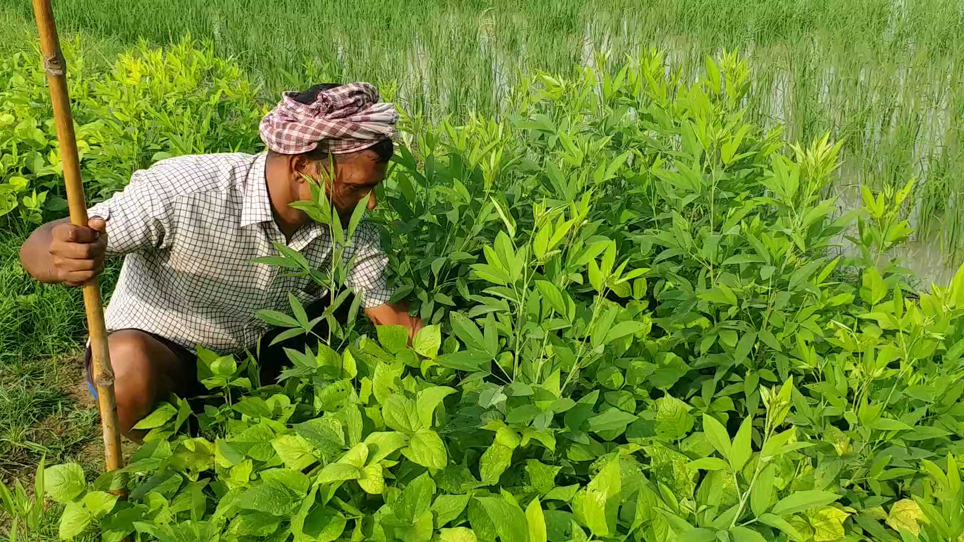 खेत की देखभाल करता किसान