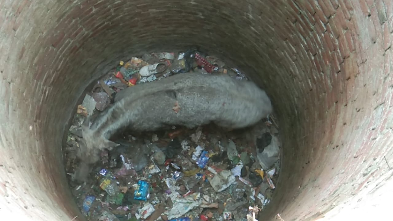 Nilgai fell into well