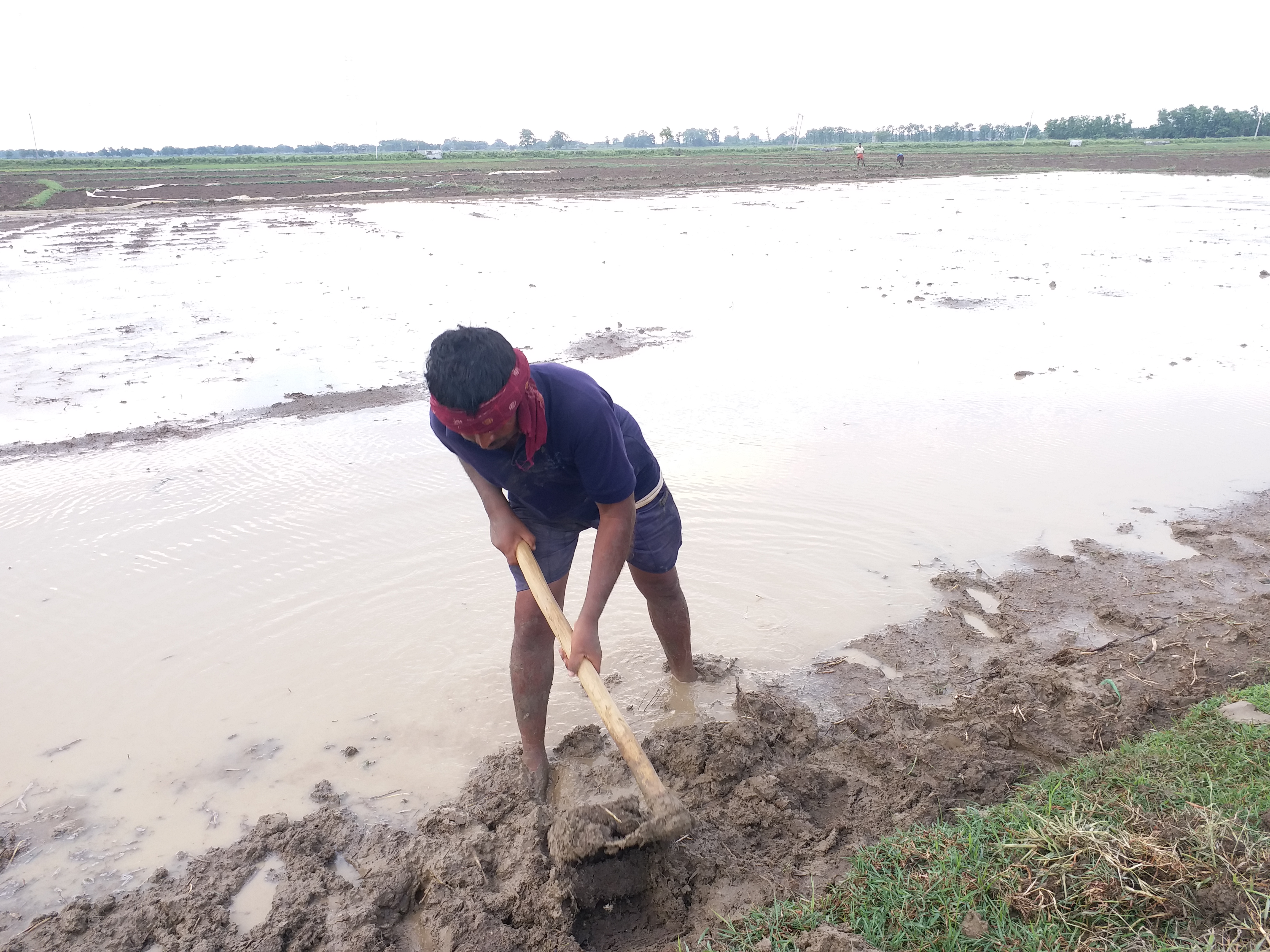 बक्सर में सुखाड़ से किसान परेशान