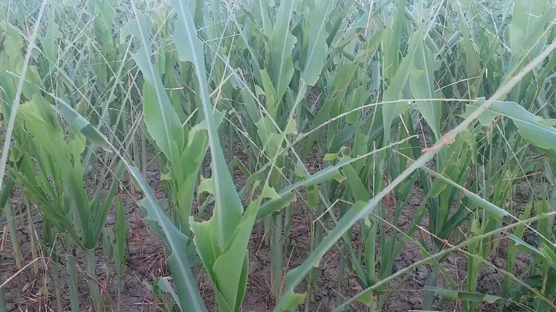 locust attack in bihar