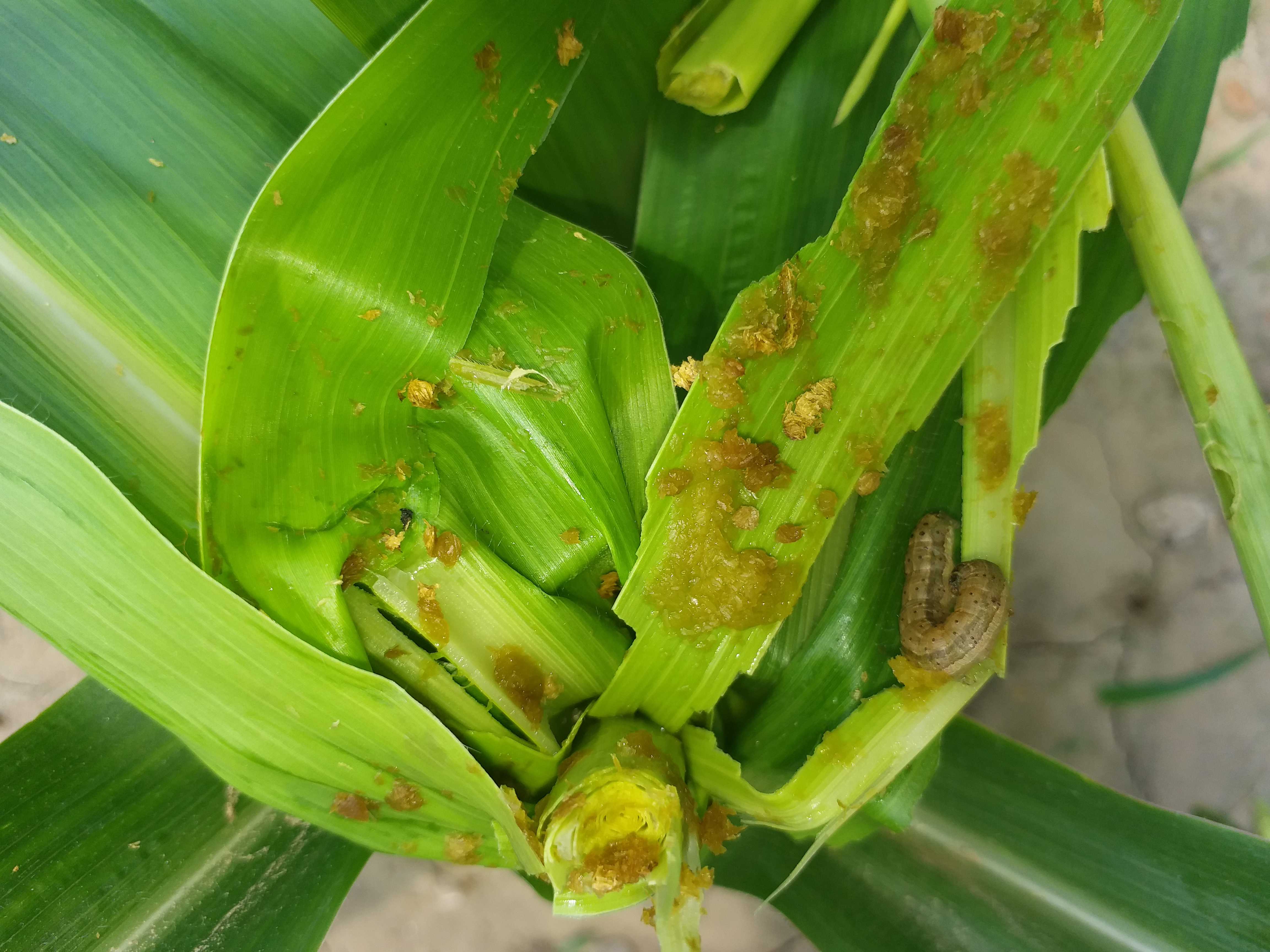 farmers upset due to crop destroyed by insect kite in buxar