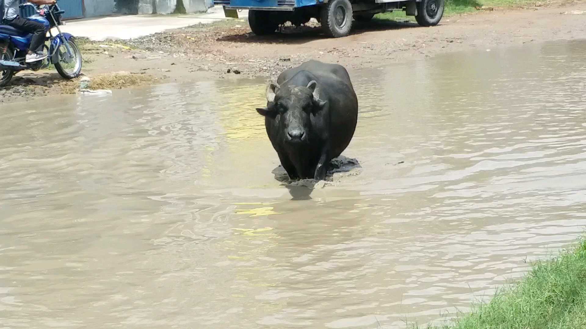 बाढ़ में डूब गया इलाका