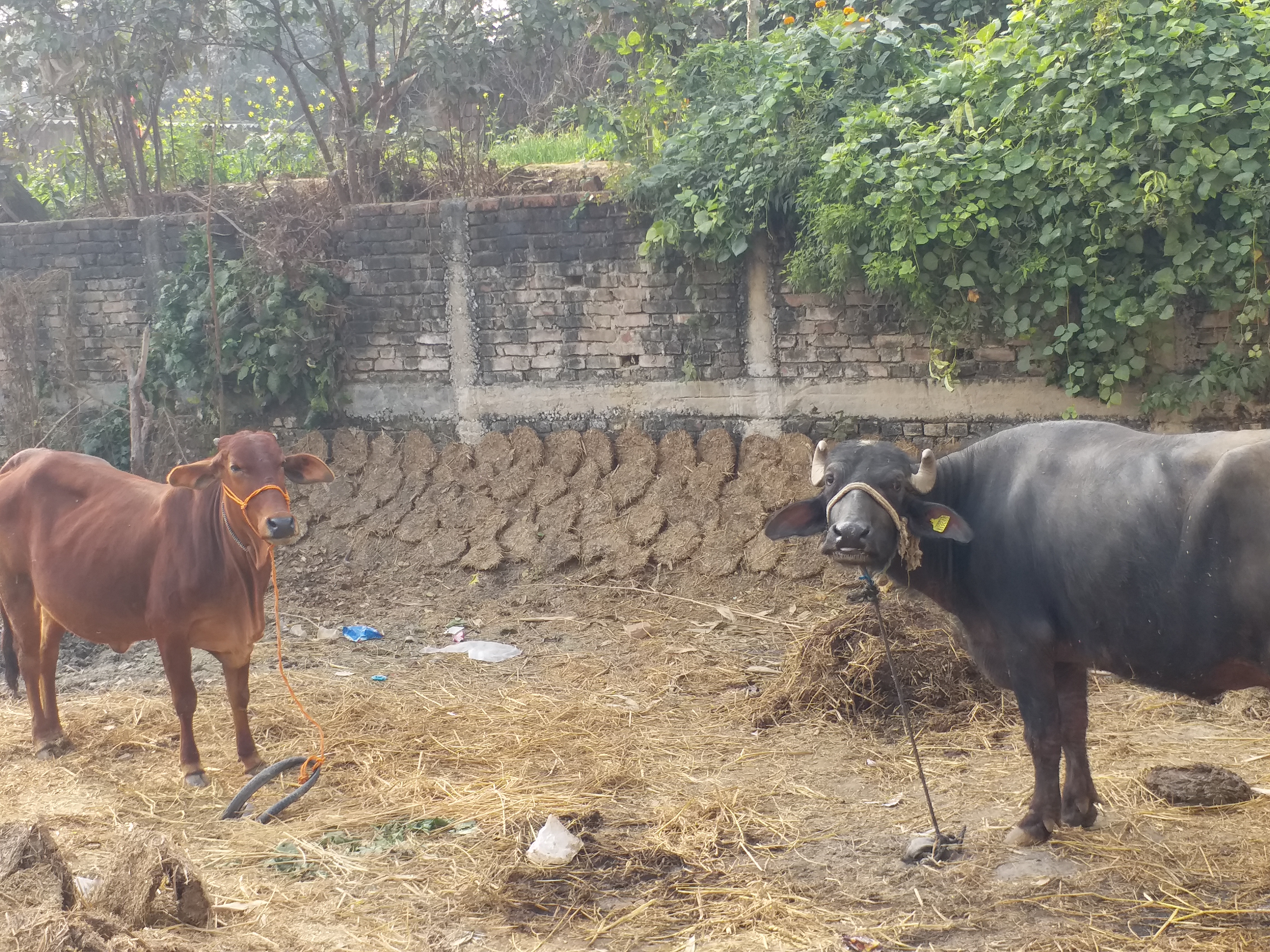 buxar health center