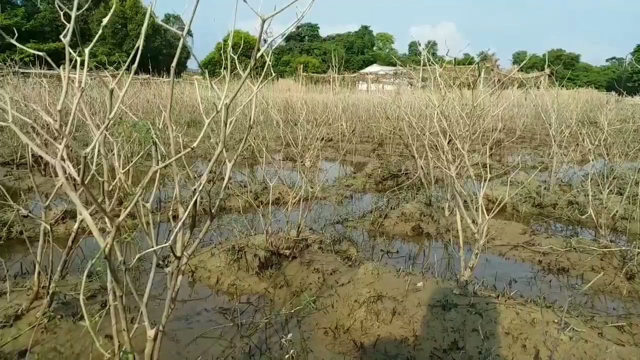 बाढ़ से फसल बर्बाद