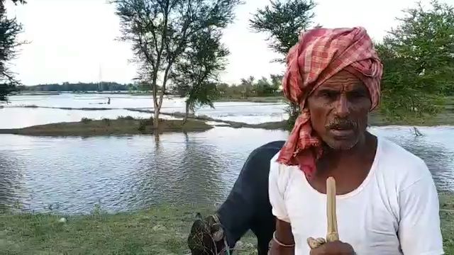 crop destroyed due to flood in darbhanga