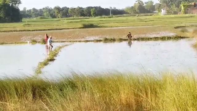 crop destroyed due to flood in darbhanga