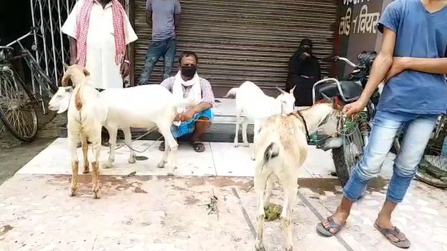 silent in bakra mandi due to corona epidemic in darbhanga bihar