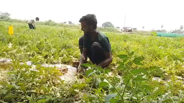 mechanical engineer asadullah rahman doing technical farming