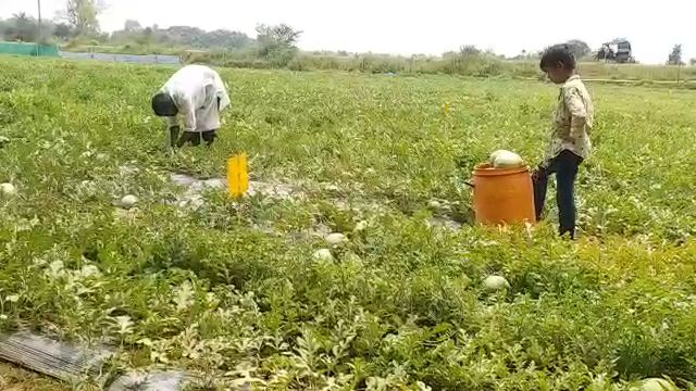 mechanical engineer asadullah rahman doing technical farming