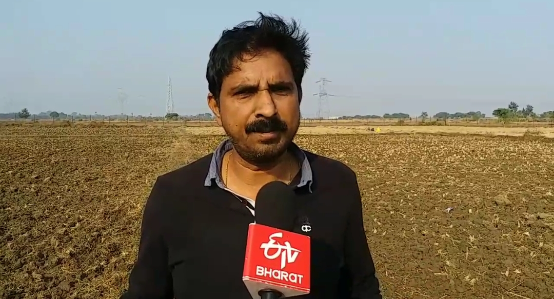 cultivating of wheat black, blue and purple colour in gaya