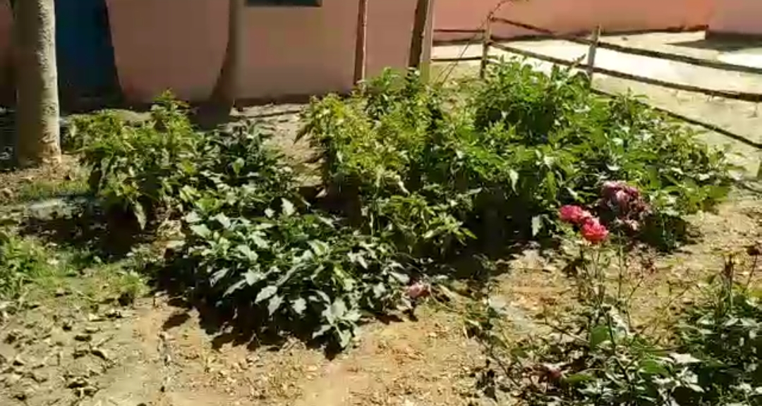 A Teacher Who's Feeding and educating Students in Gaya under the government's 'Kitchen Garden' Scheme