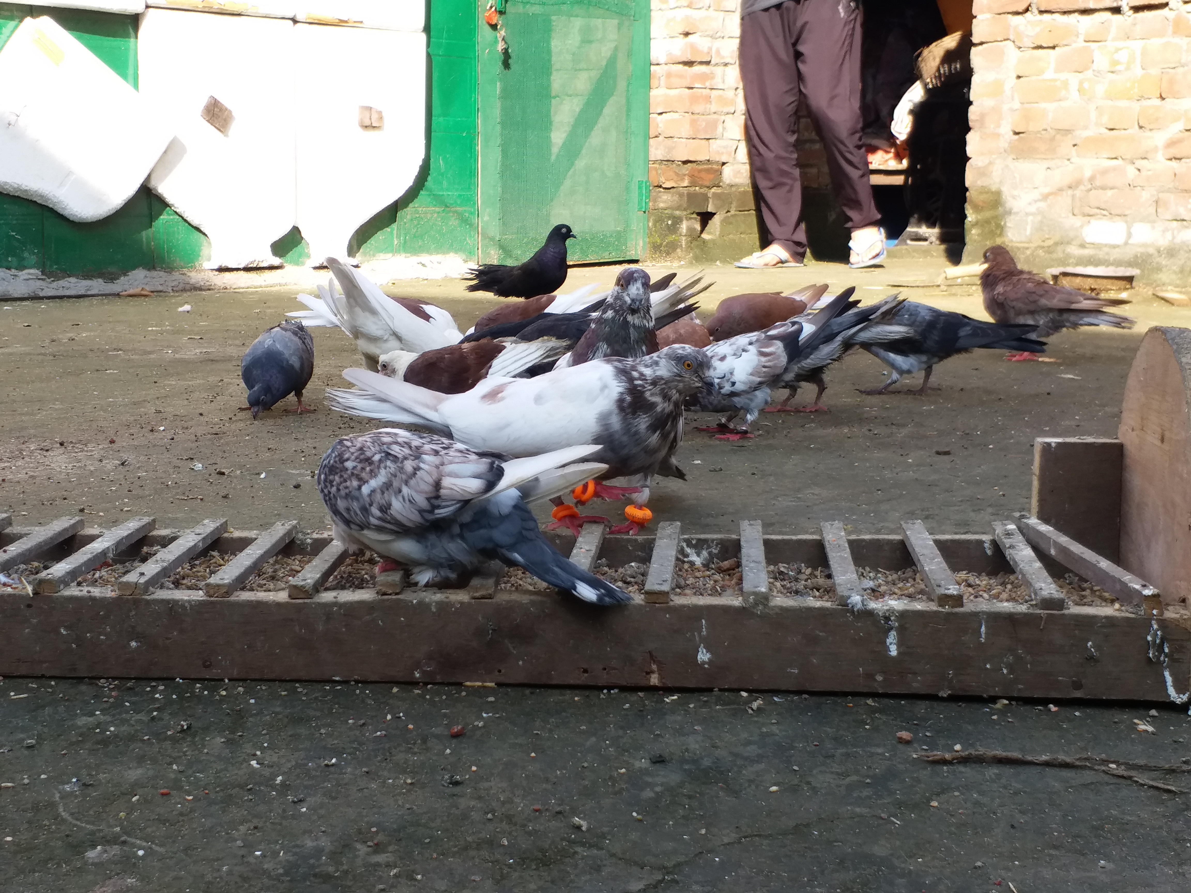 pigeon lover prof hafizur rahman khan in gaya bihar