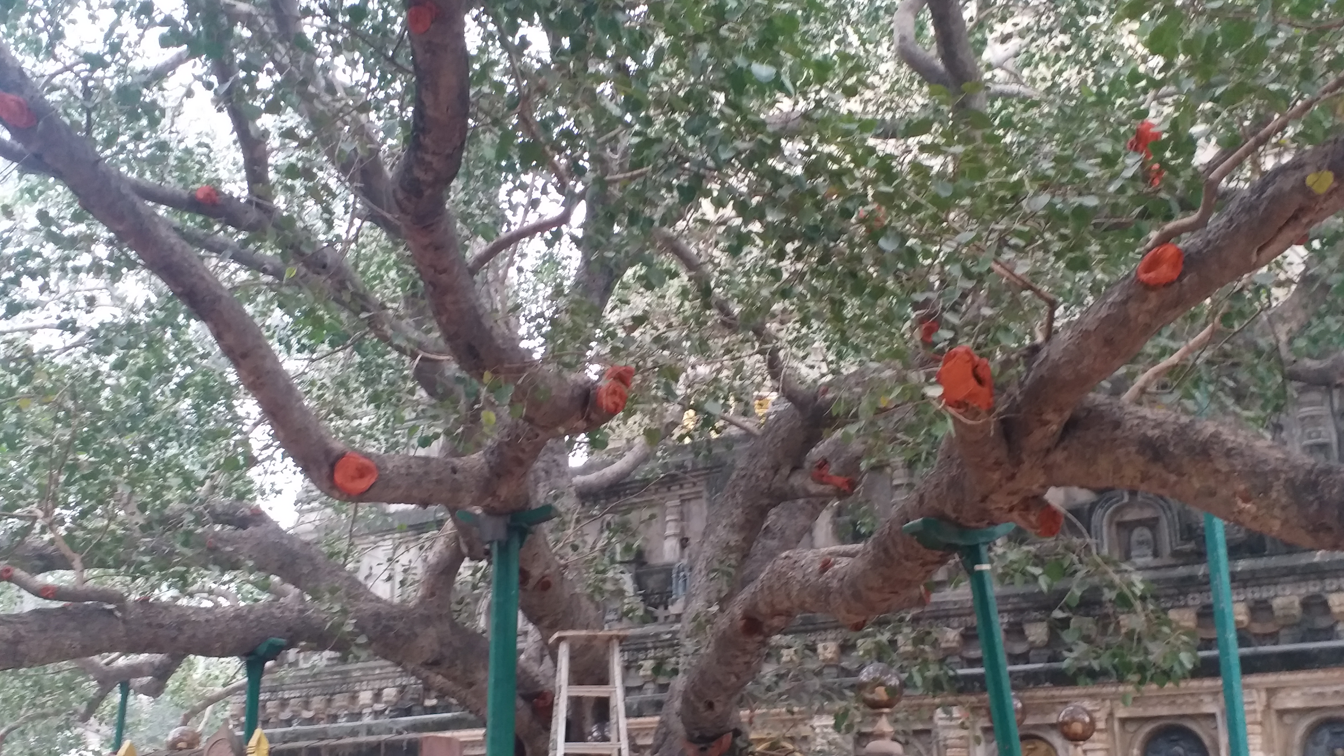 वृक्ष को दिया जाएगा 'सपोर्ट'