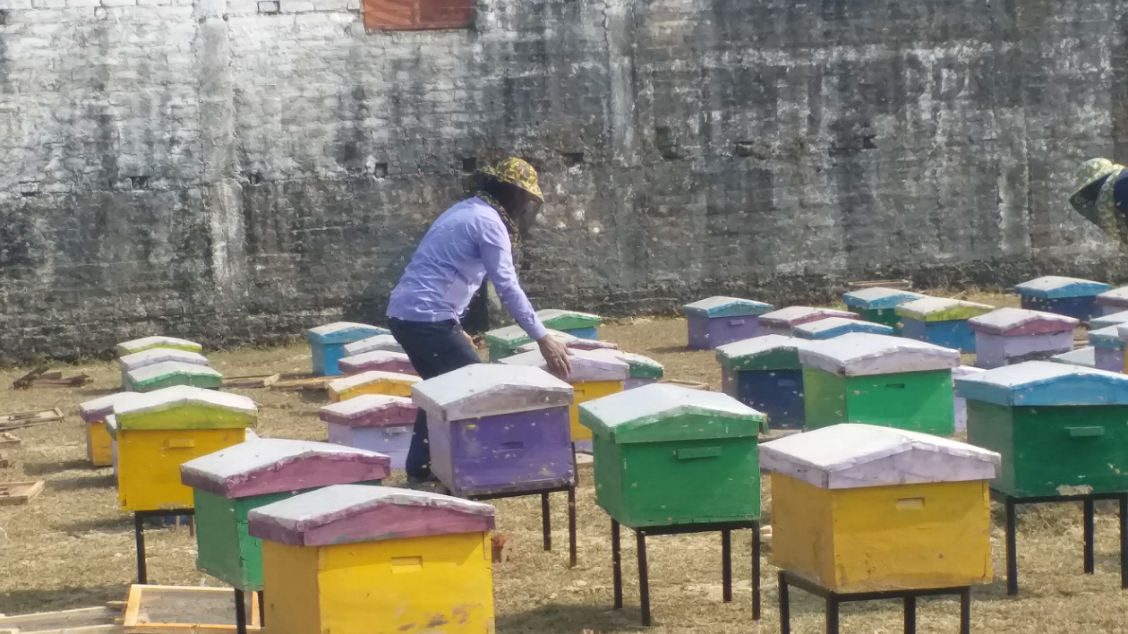 Gaya beekeeping training