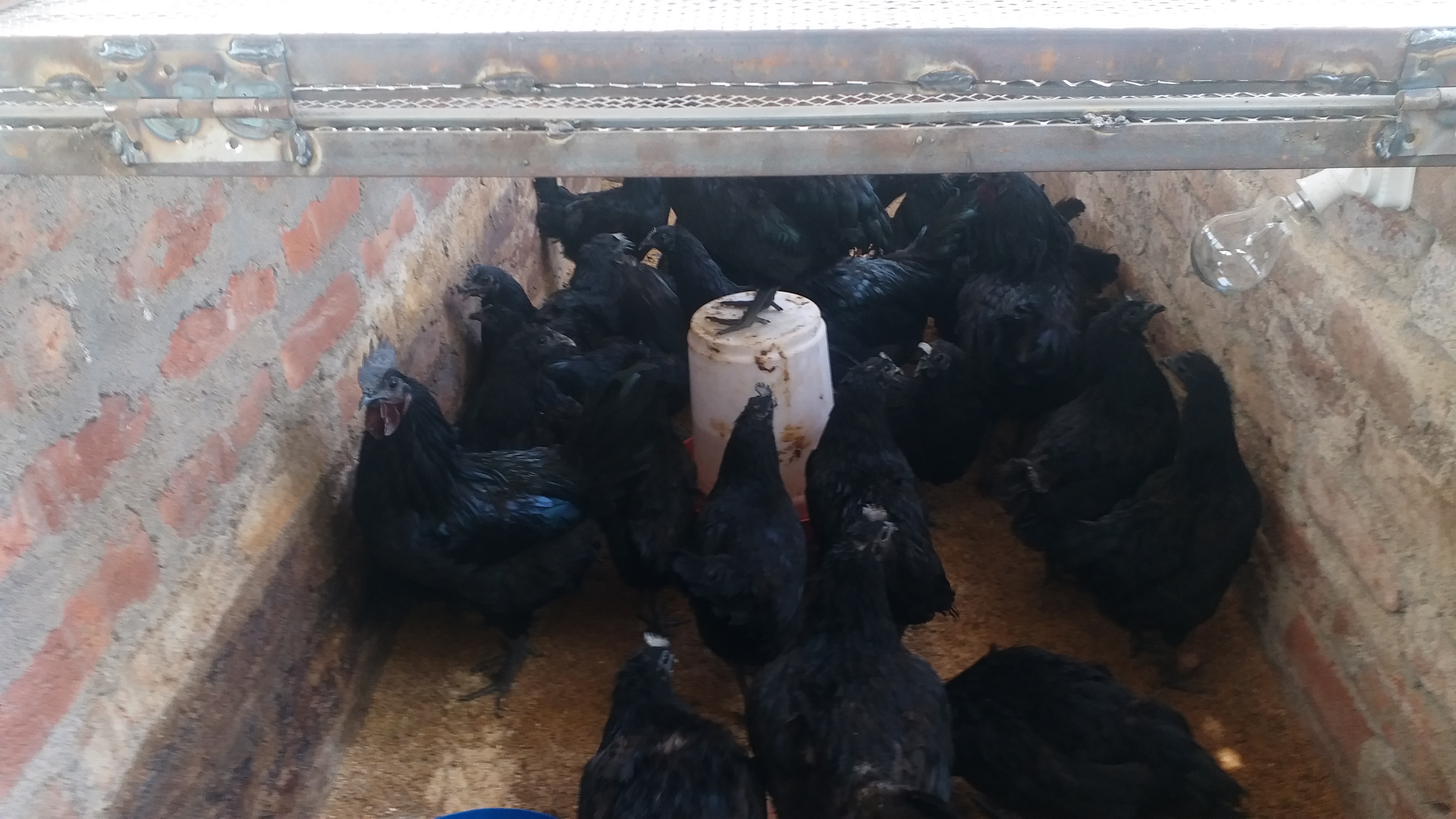 Kadaknath chicken farming in gaya