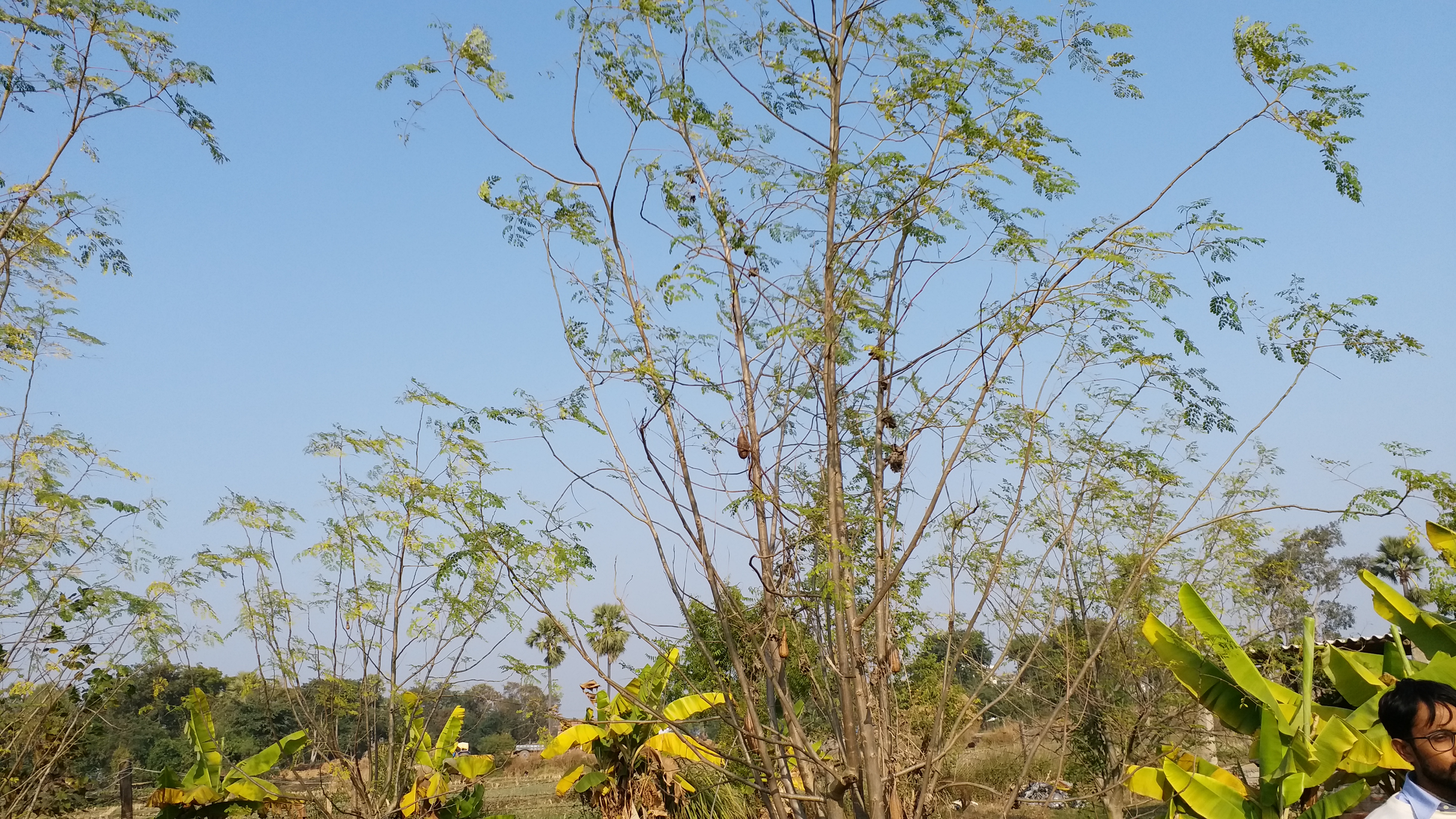 drumstick farming in gaya