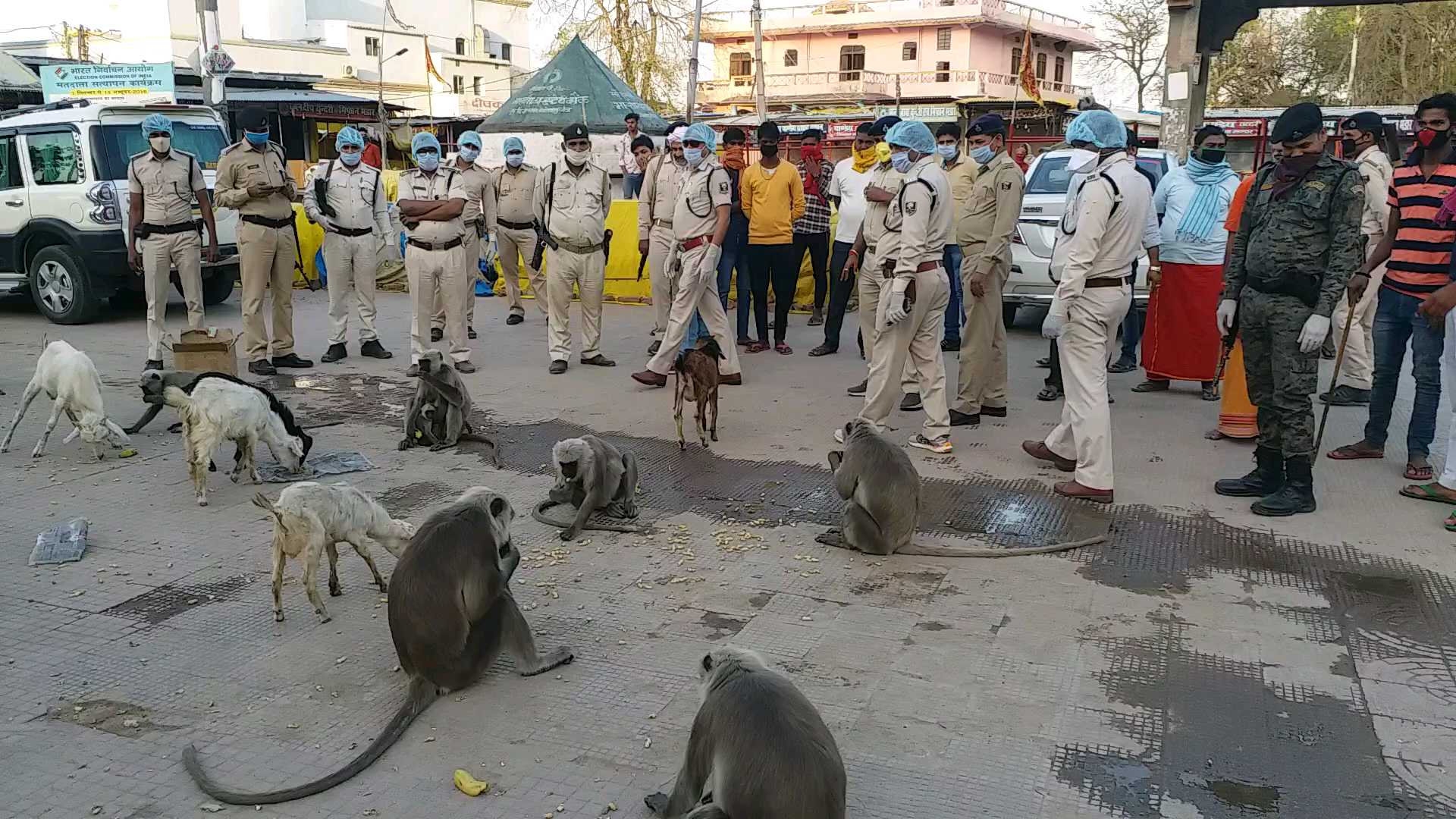 बंदरो को भोजन कराती पुलिस