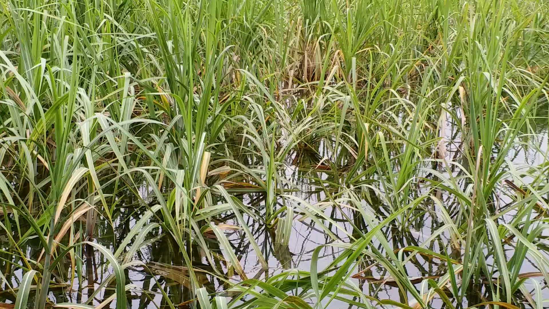 गोपालगंज