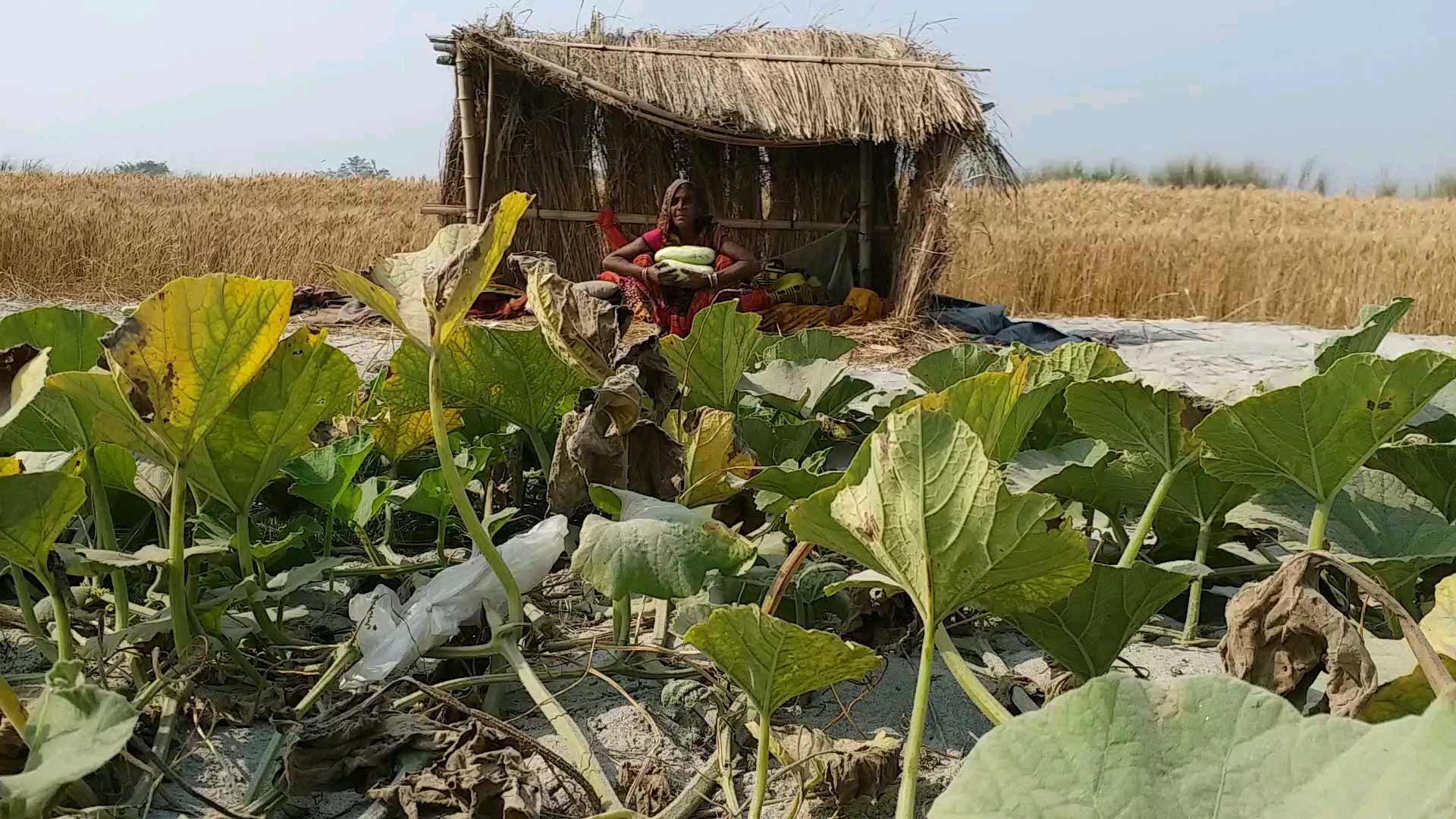 vegetable farmers are facing trouble due to lockdown in gopalganj