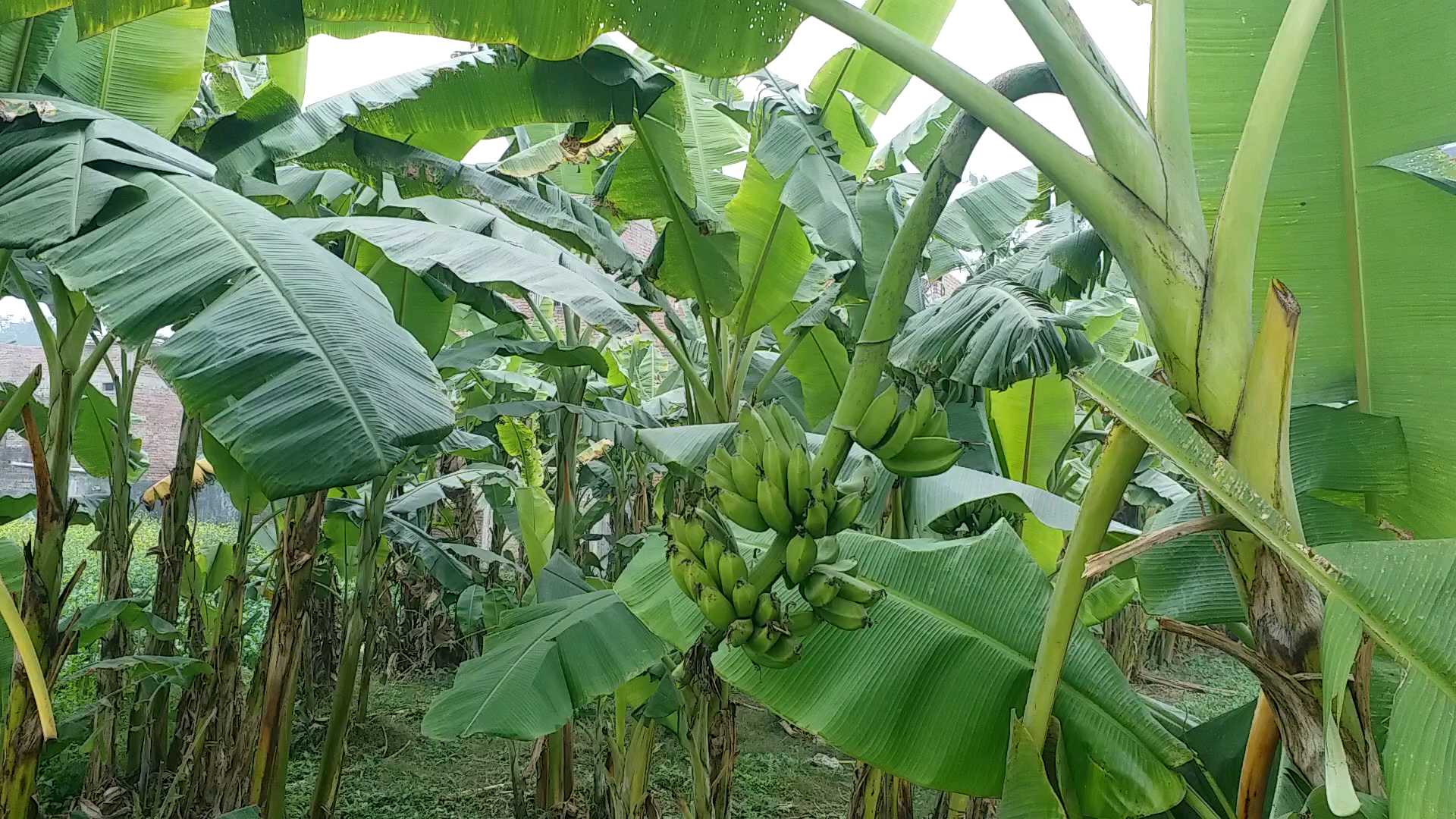 banana cultivation in gopalganj