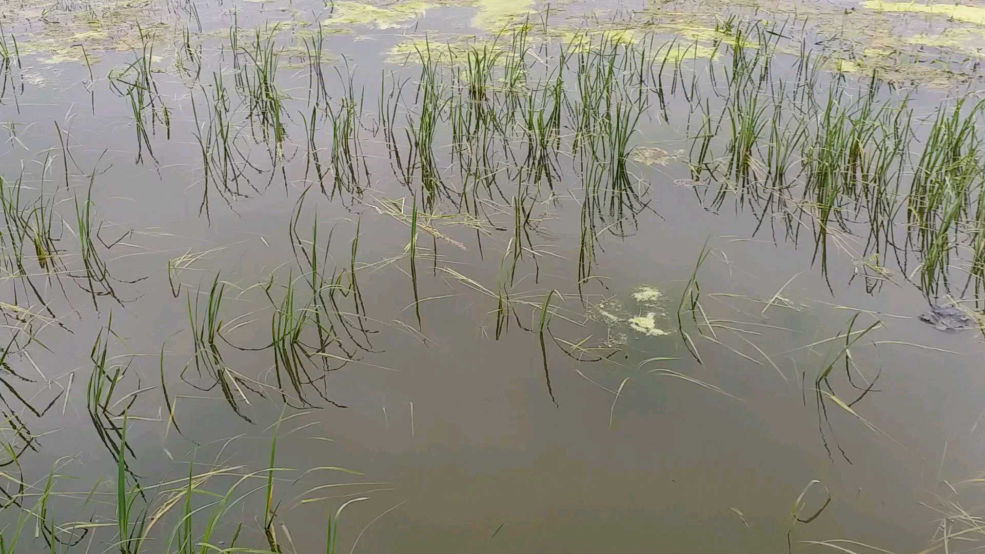 Farmers upset due to crop destroyed in floods in Gopalganj