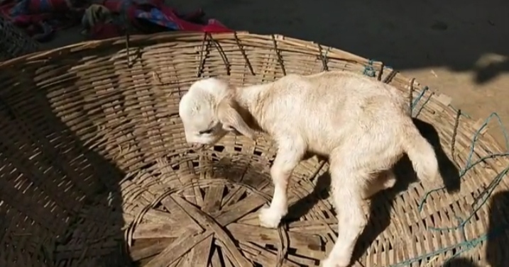 pup born to dog resembles goat