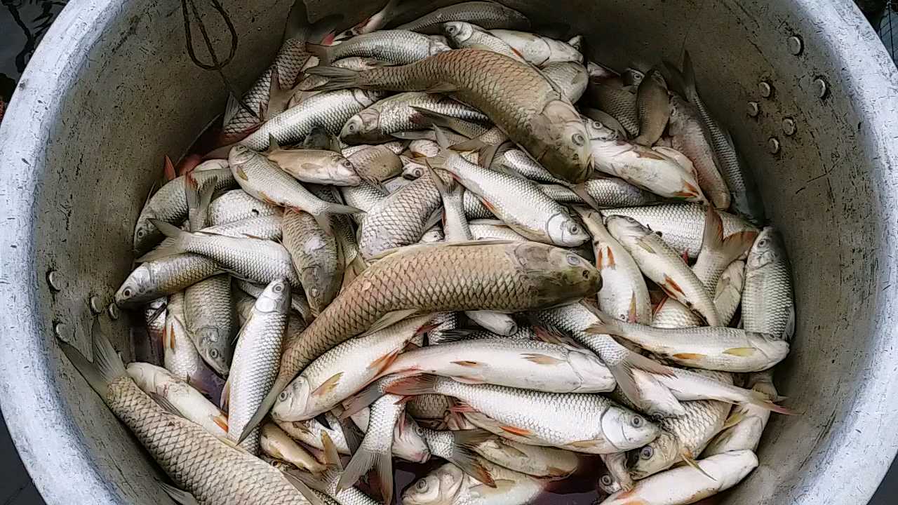 मरी हुई मछलियां