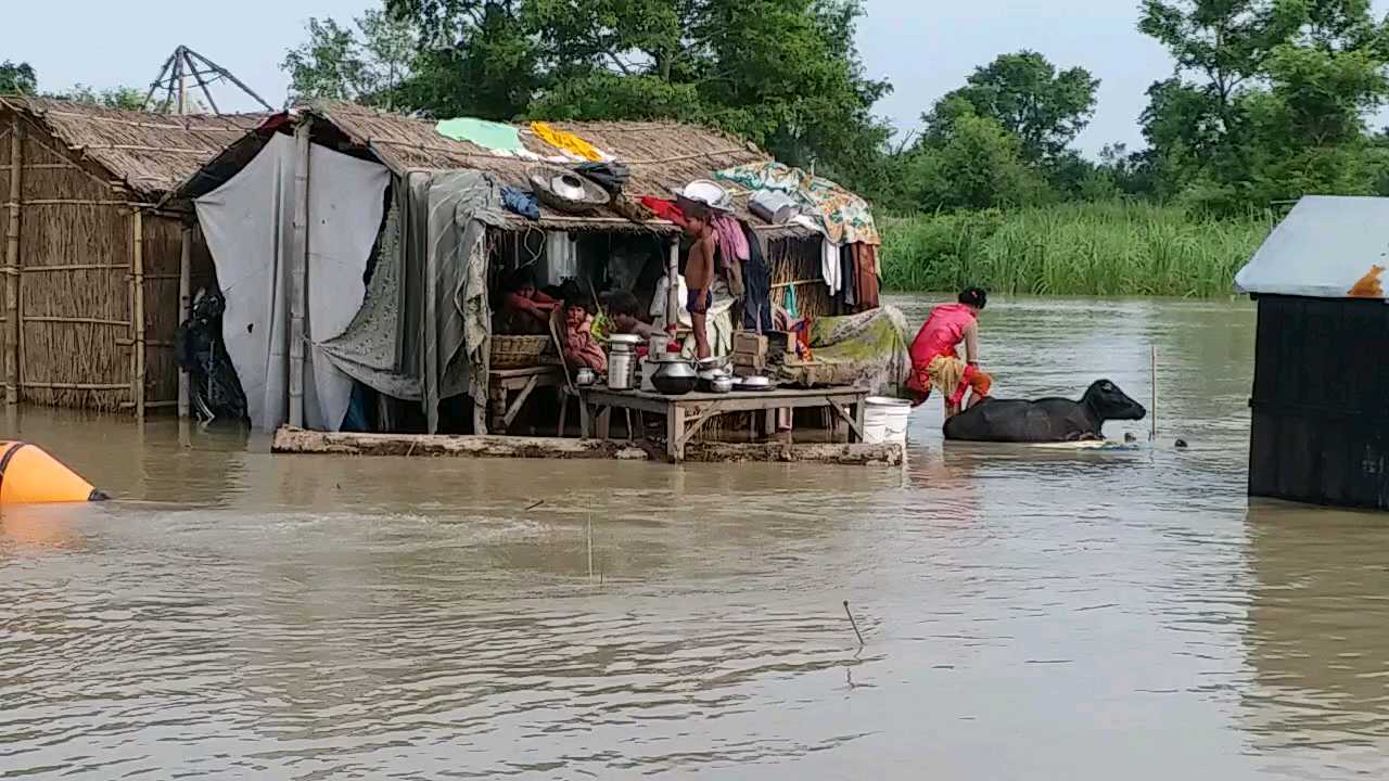 मवेशियों को बचाने की जद्दोजहद