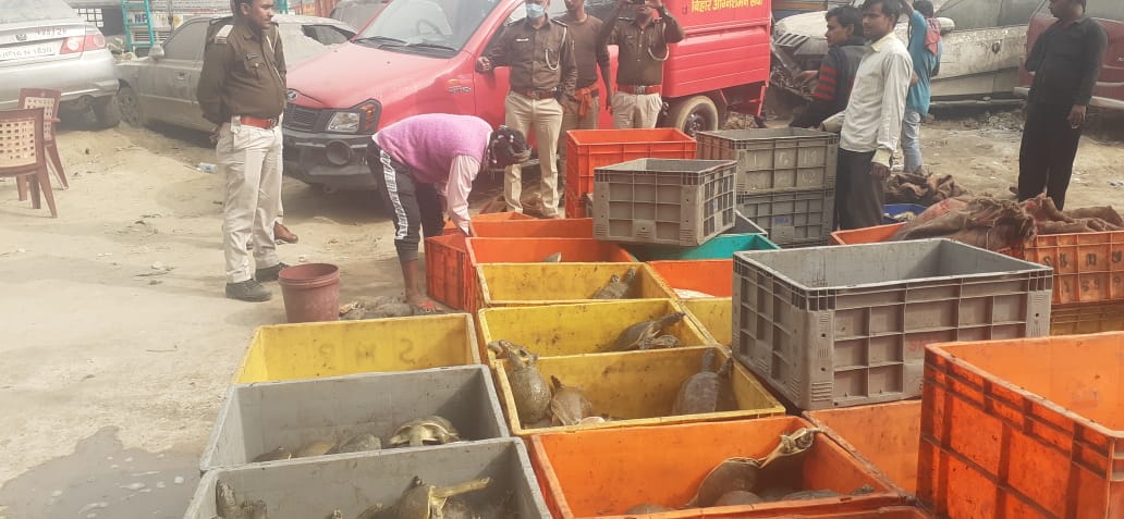 1,946 turtles recovered from a truck in gopalganj