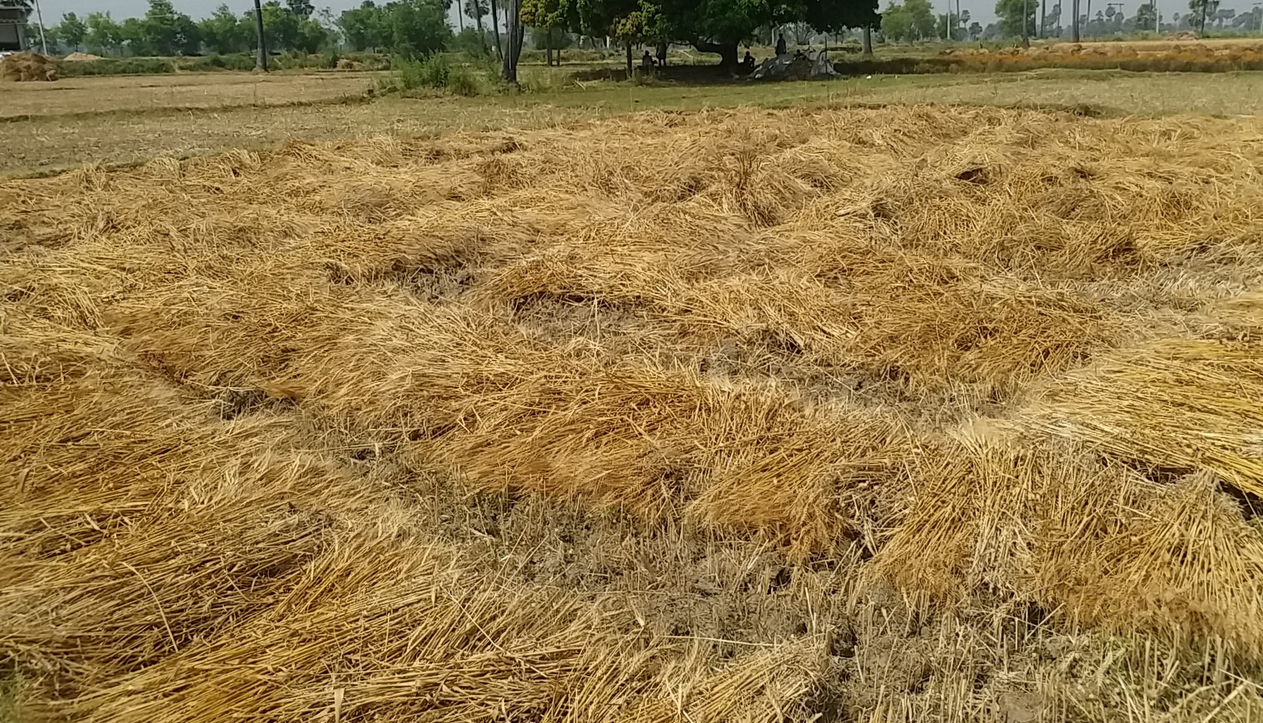 rain in bihar