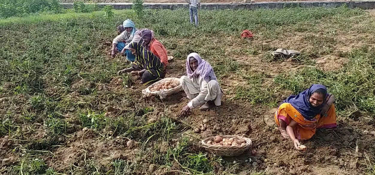 potato cultivation in kaimur