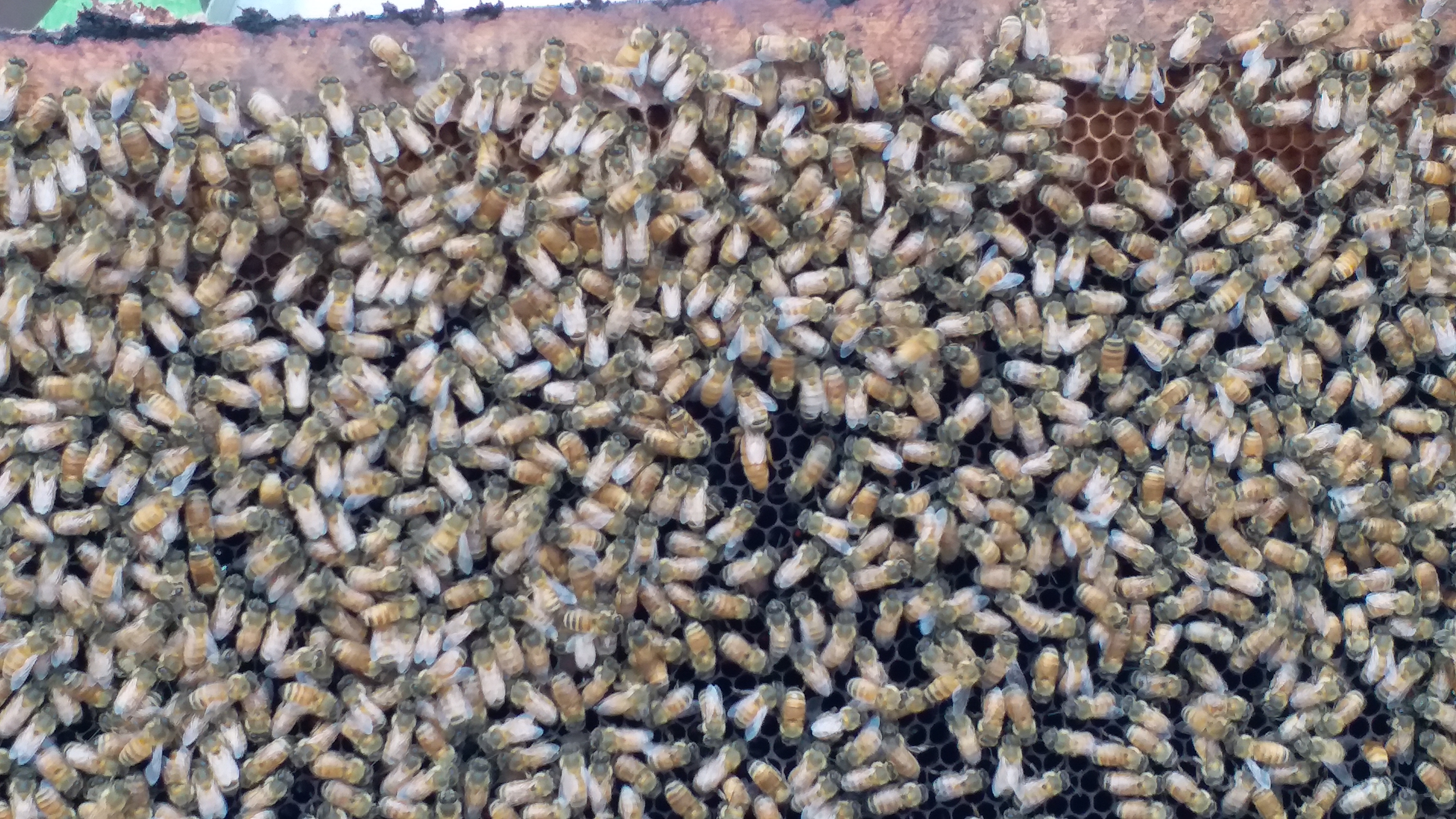 apiculture