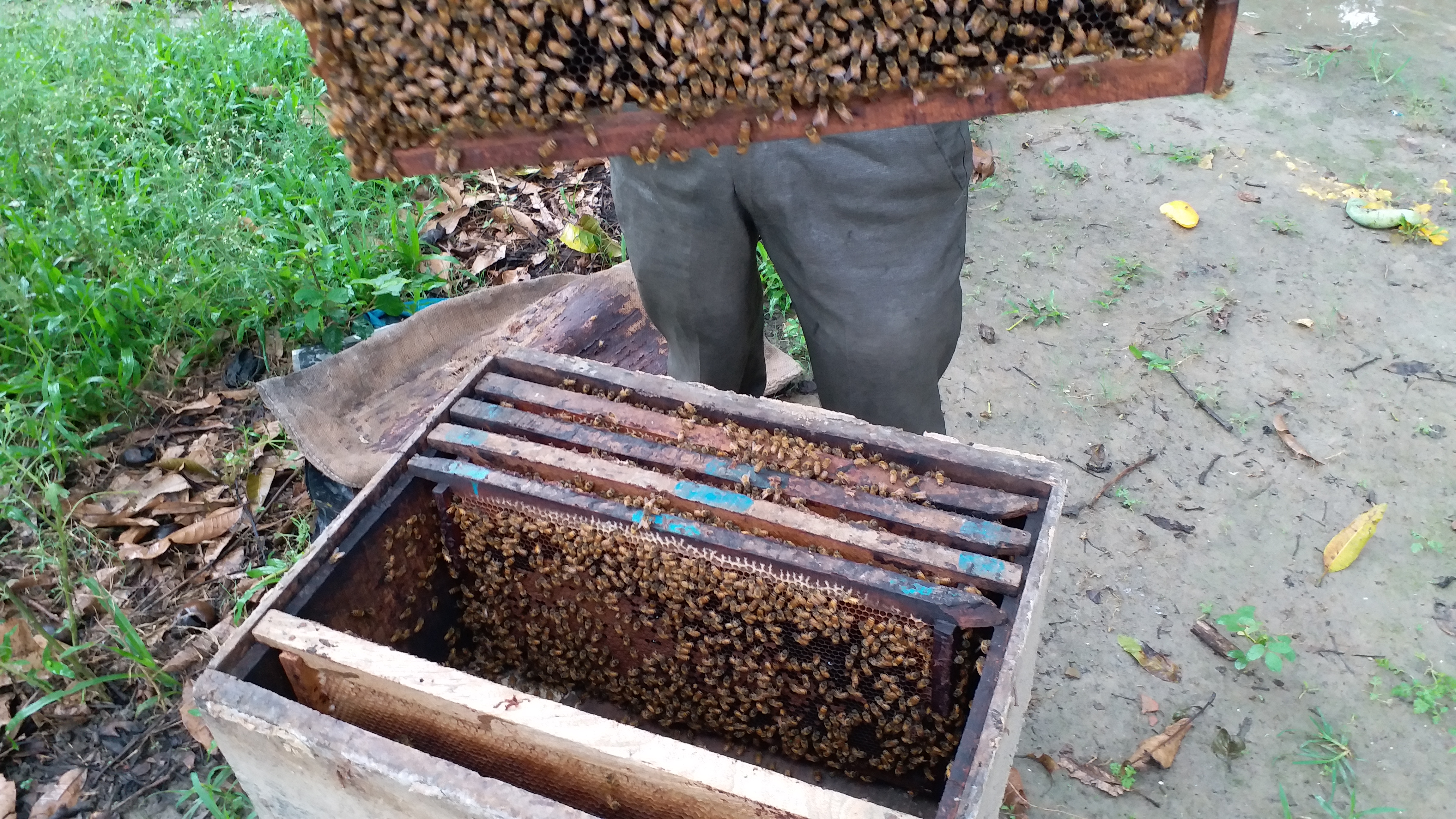 apiculture