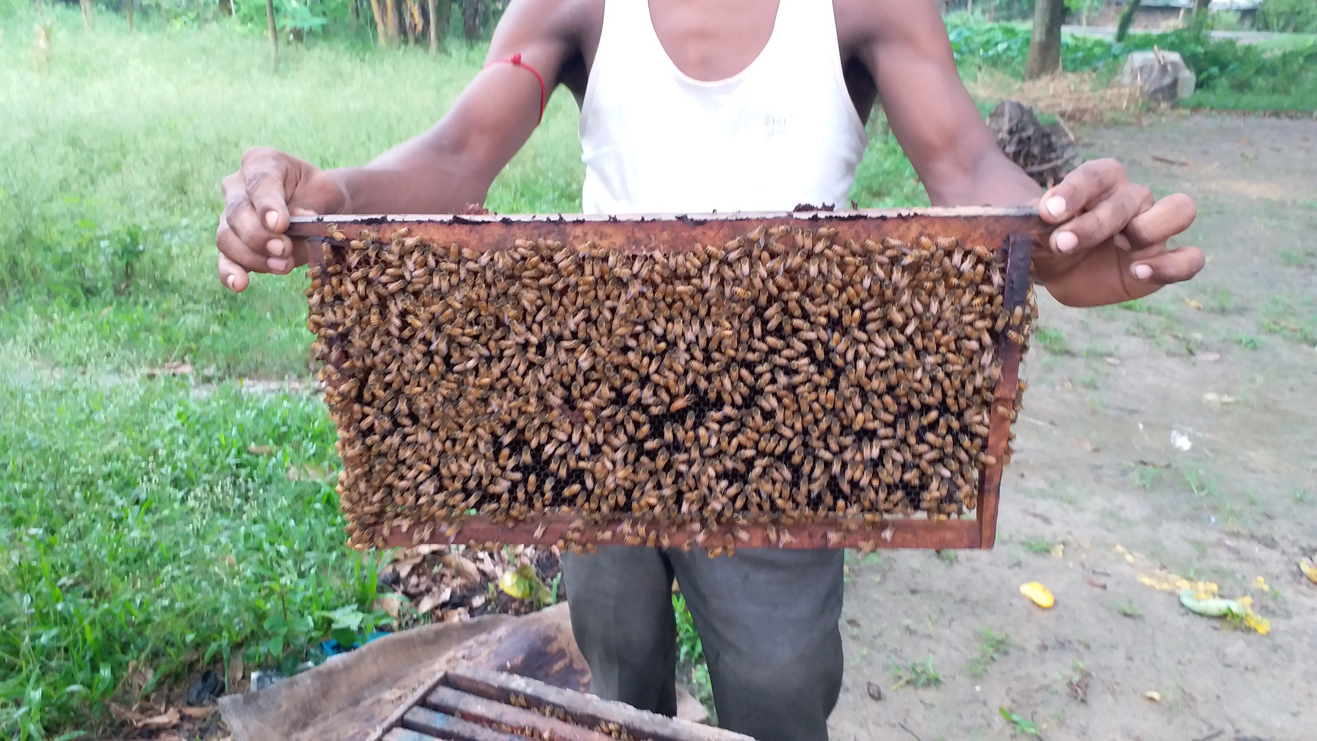 apiculture