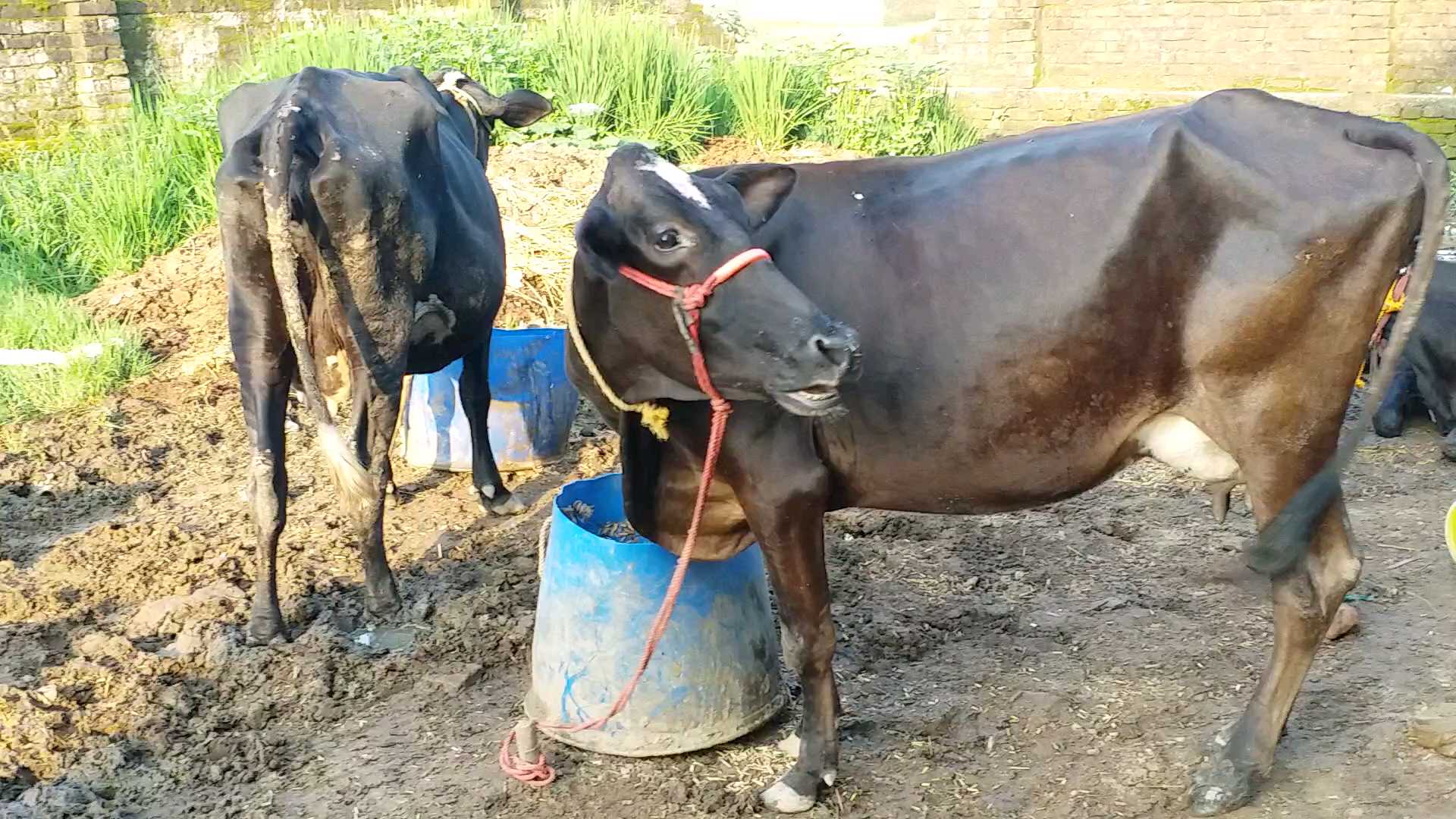 चारे की राह देखती गाय