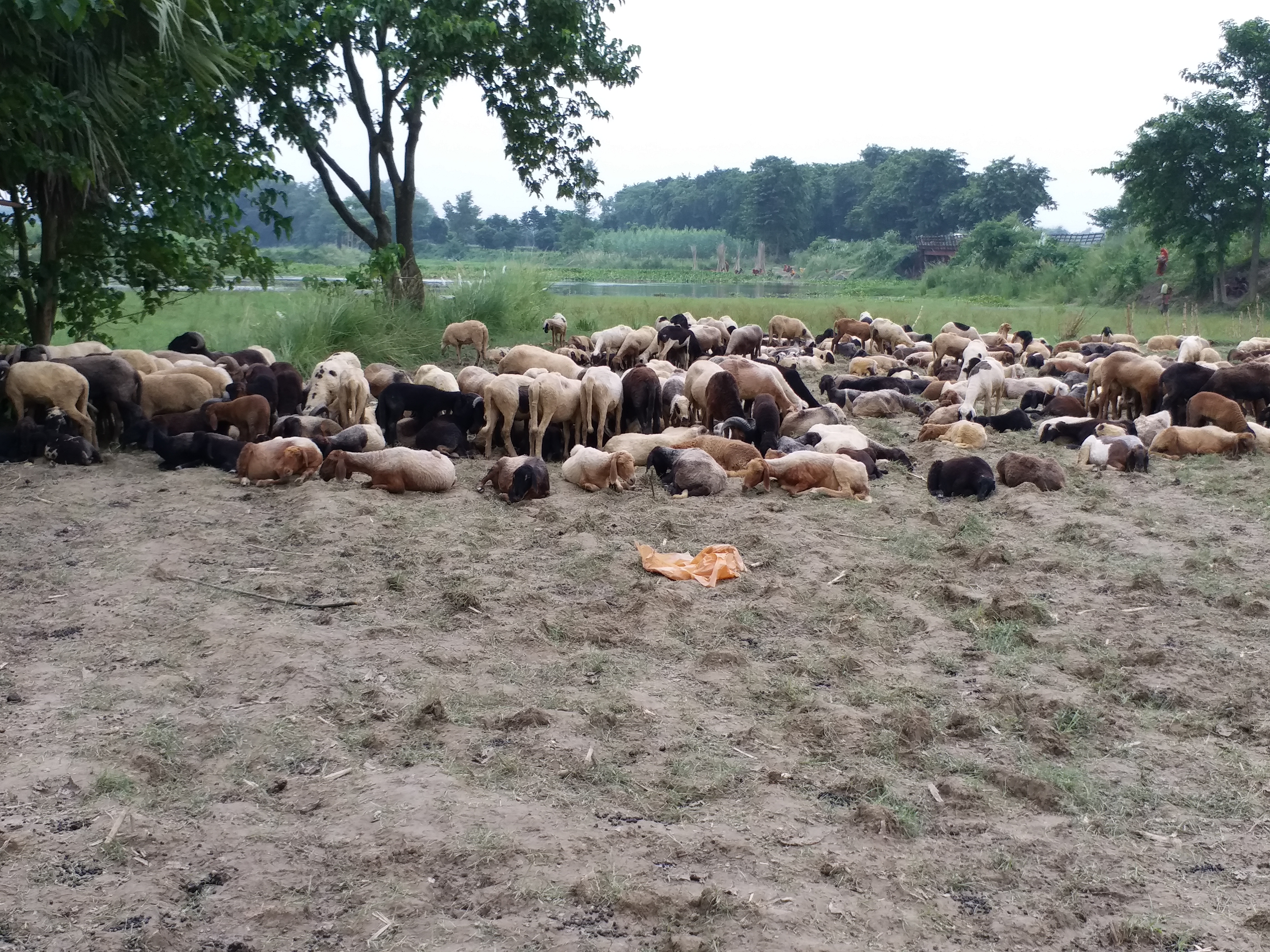 farmers wandering in search of fodder