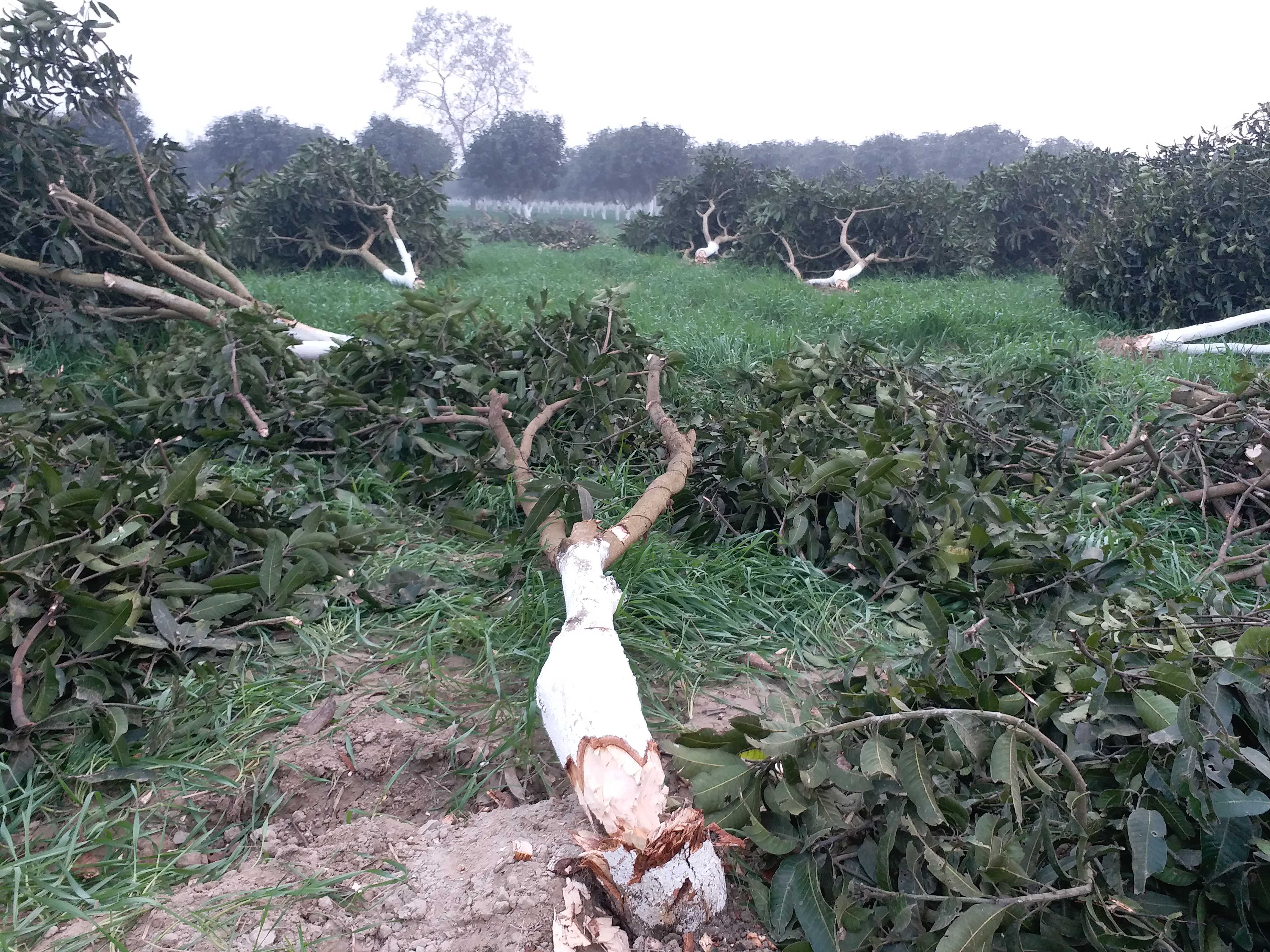 Hundreds of trees were cut in katihar