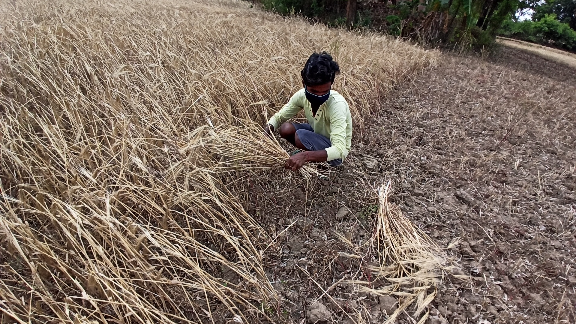 मास्क पहनकर फसल काटता हुआ किसान