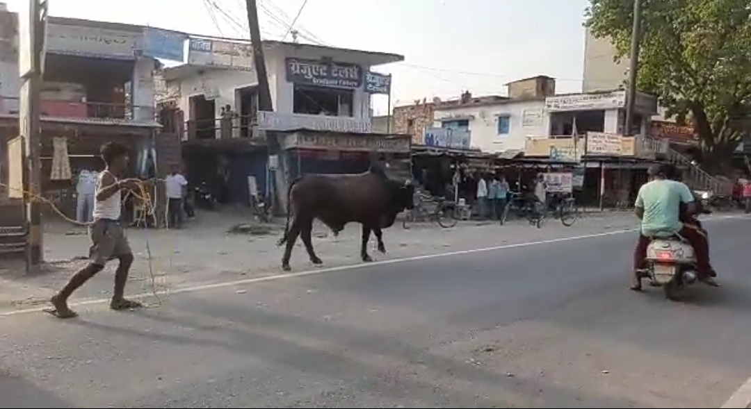 Bull killed a person