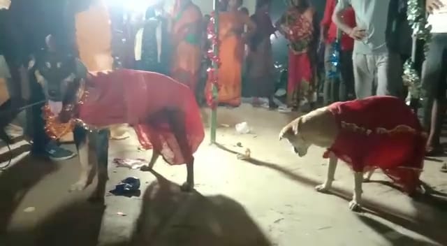 Dogs Wedding In Motihari