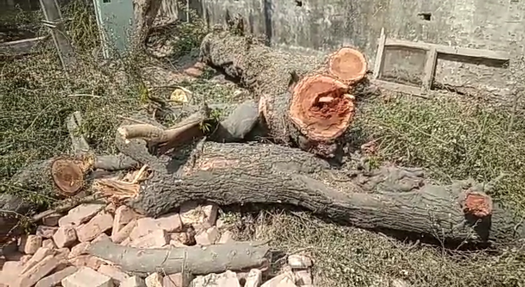 NSUI protest against tree cutting