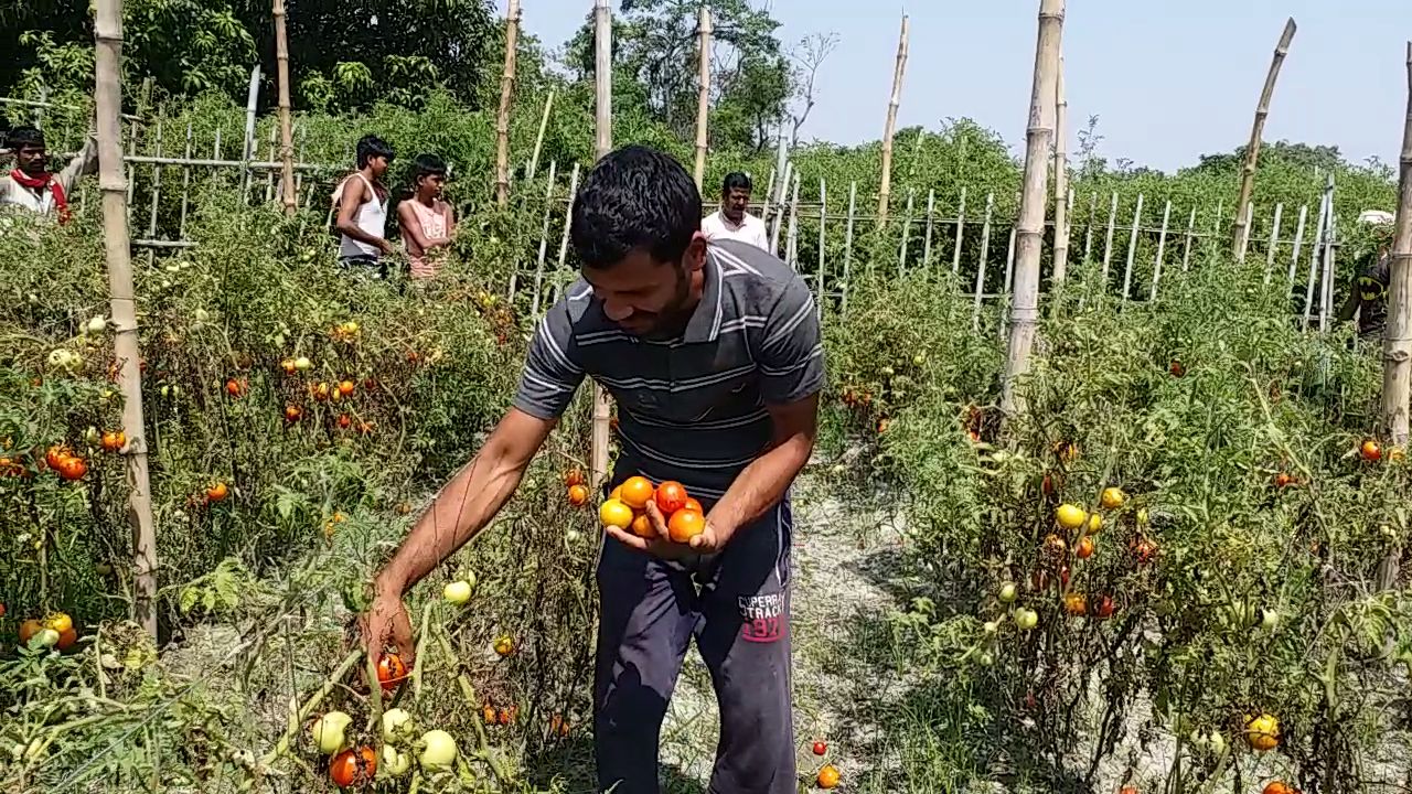 Tomato farmer