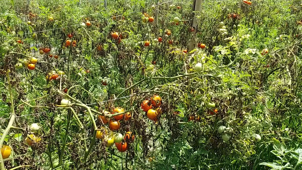 Tomato farming