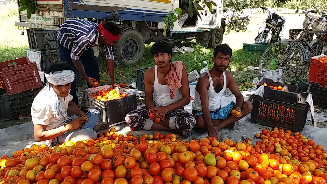 Tomato Merchant