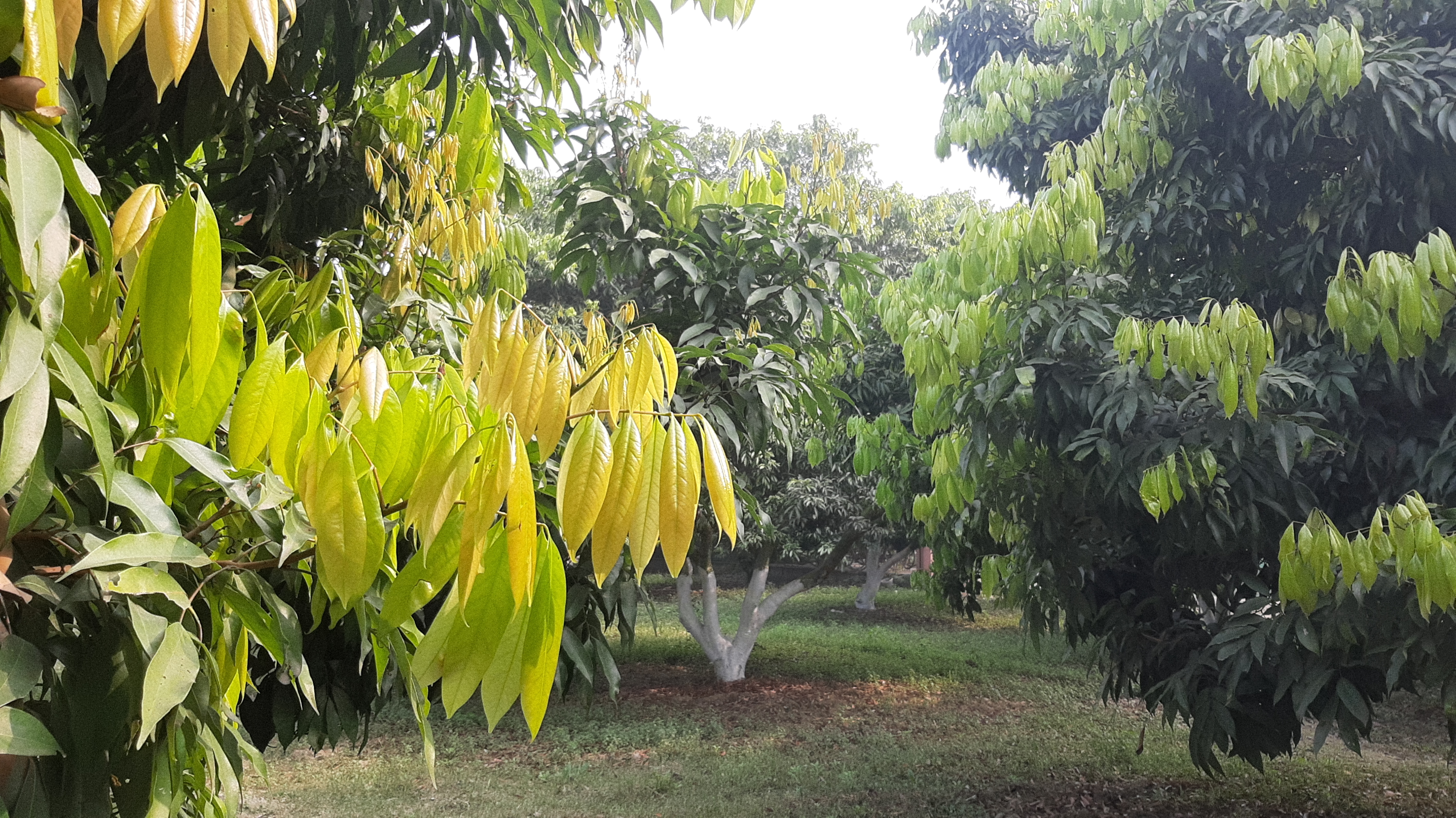 चायना लीची के बाग