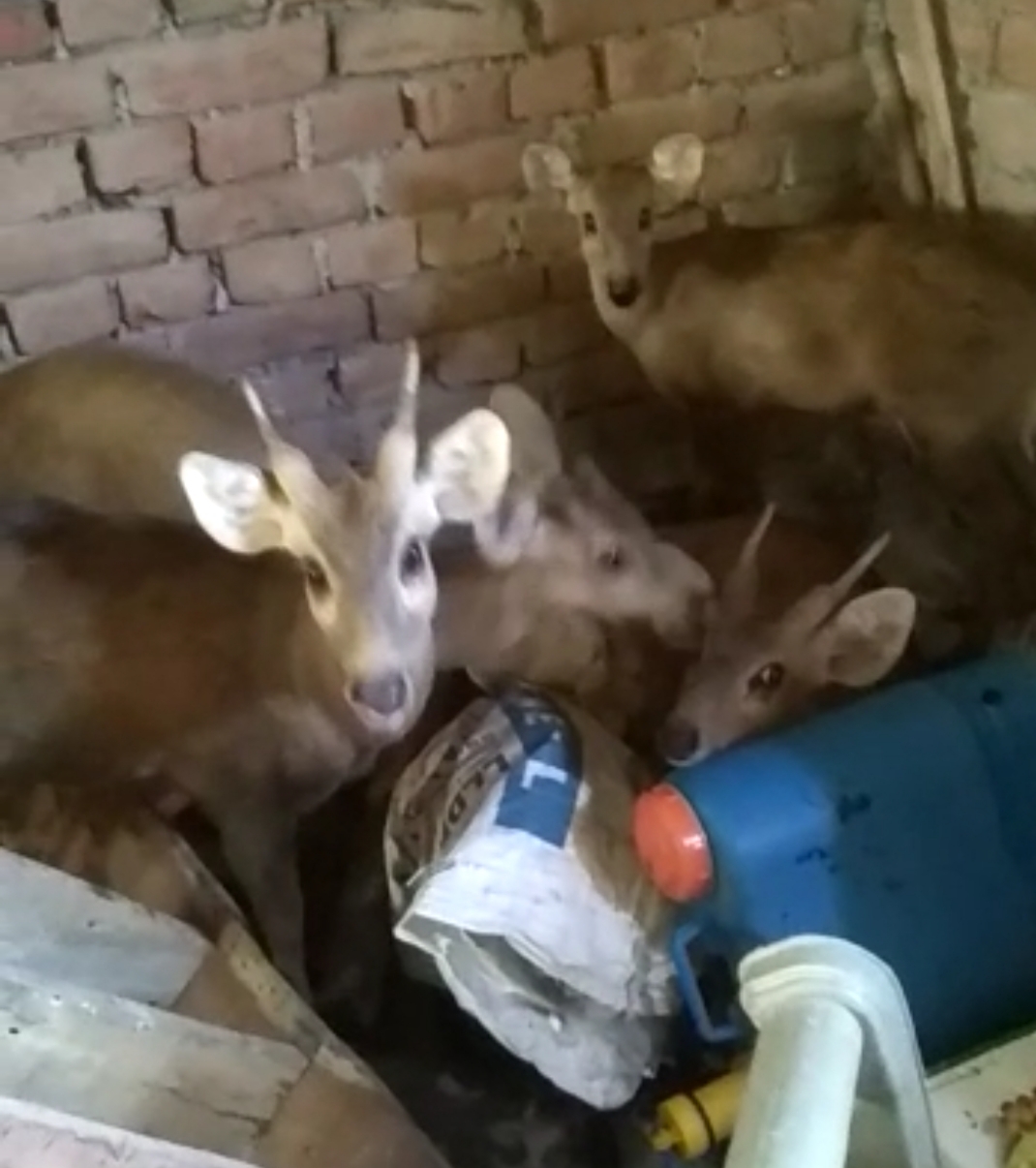 Muzaffarpur: Wild animals also disturbed by floods