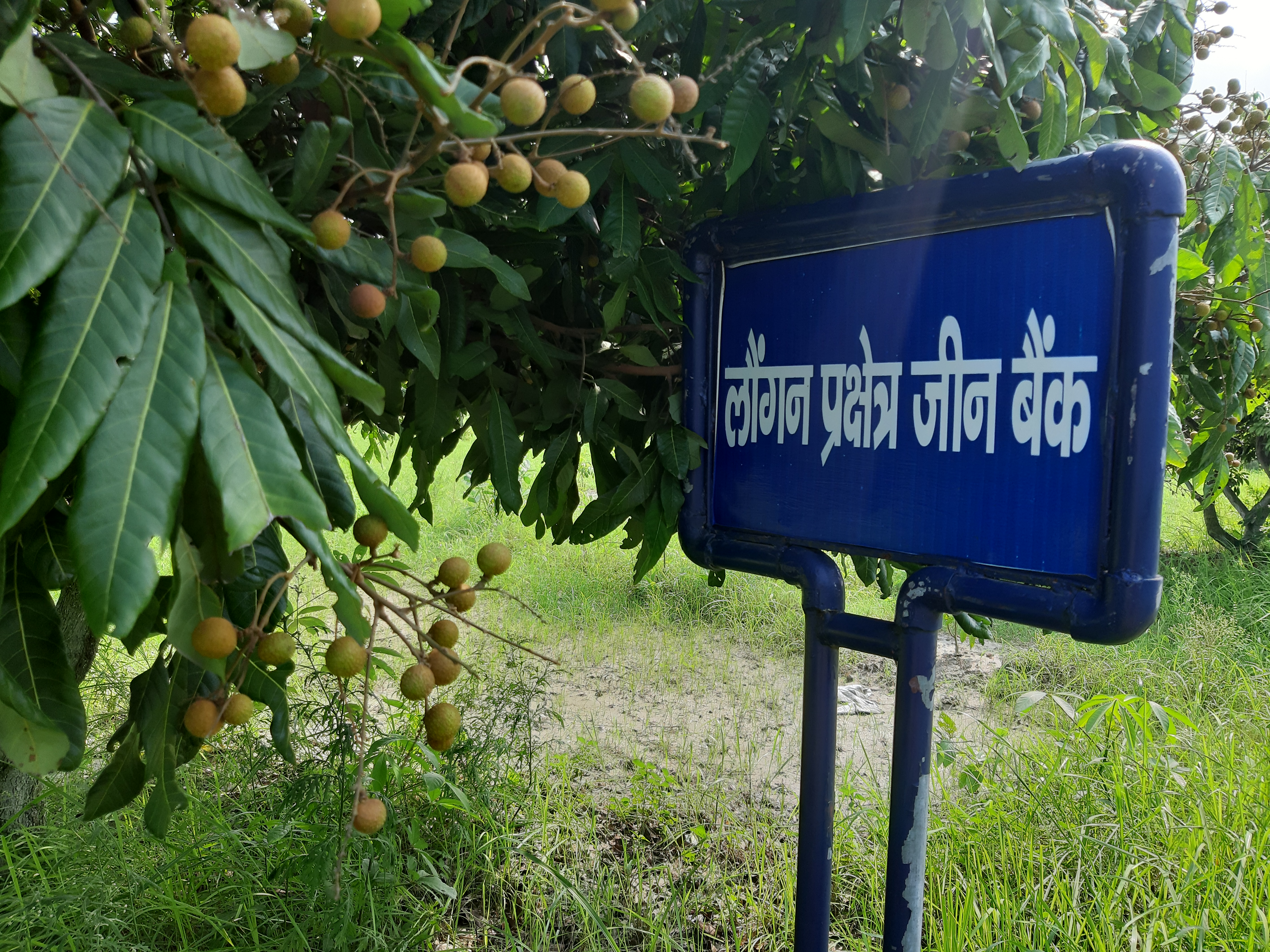 cultivation of longan